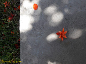 ArooniArt Composition Photography 1