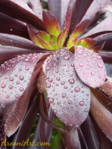 ArooniArt Composition Photography 101