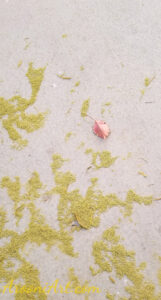 ArooniArt Composition Photography 108