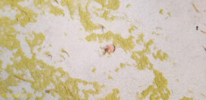 ArooniArt Composition Photography 109