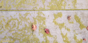 ArooniArt Composition Photography 110