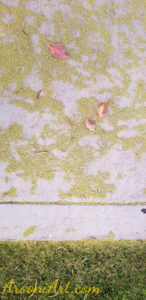 ArooniArt Composition Photography 111