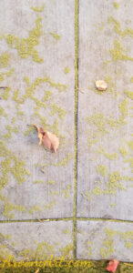 ArooniArt Composition Photography 112