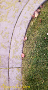 ArooniArt Composition Photography 113