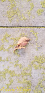 ArooniArt Composition Photography 114