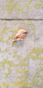 ArooniArt Composition Photography 115