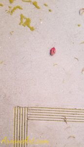 ArooniArt Composition Photography 119