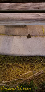 ArooniArt Composition Photography 126