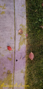 ArooniArt Composition Photography 128