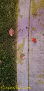 ArooniArt Composition Photography 129