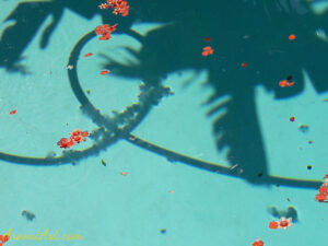 ArooniArt Composition Photography 13