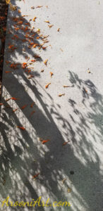 ArooniArt Composition Photography 139