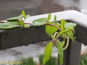 ArooniArt Composition Photography 159