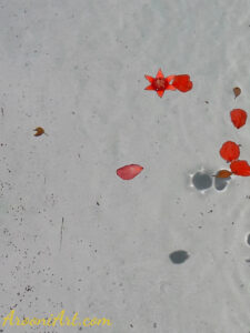 ArooniArt Composition Photography 16