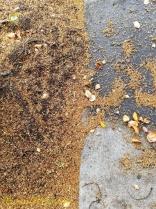 ArooniArt Composition Photography 160