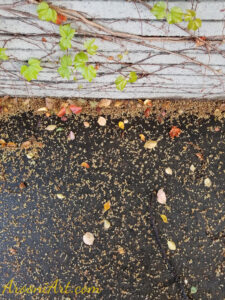 ArooniArt Composition Photography 161