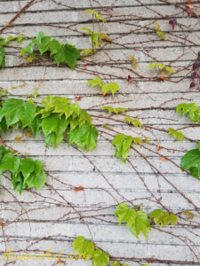 ArooniArt Composition Photography 162