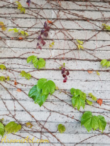 ArooniArt Composition Photography 163