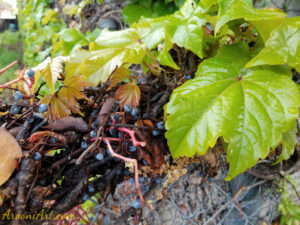 ArooniArt Composition Photography 165