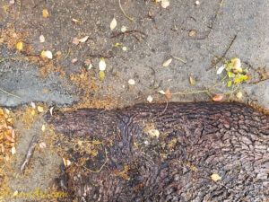 ArooniArt Composition Photography 166