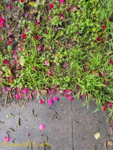 ArooniArt Composition Photography 168