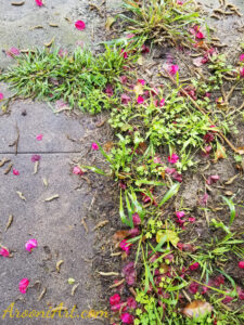 ArooniArt Composition Photography 169