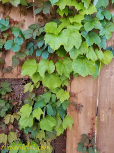 ArooniArt Composition Photography 170