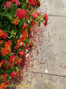 ArooniArt Composition Photography 171