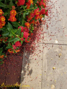 ArooniArt Composition Photography 172