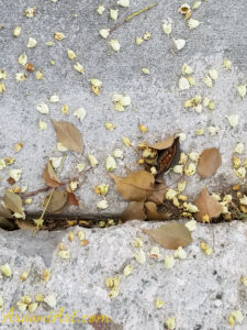 ArooniArt Composition Photography 173