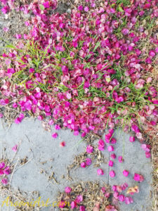 ArooniArt Composition Photography 175