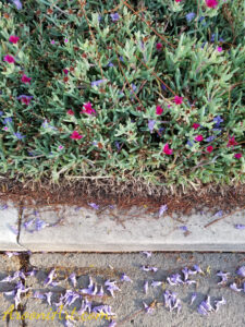 ArooniArt Composition Photography 176