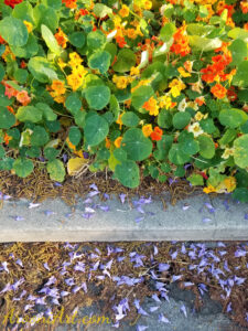 ArooniArt Composition Photography 177