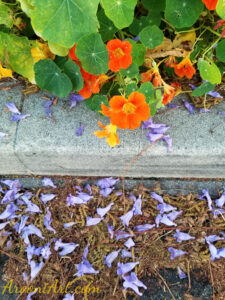 ArooniArt Composition Photography 178