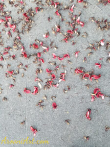 ArooniArt Composition Photography 179