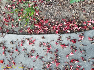 ArooniArt Composition Photography 181