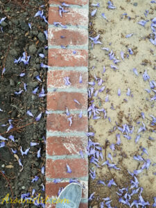 ArooniArt Composition Photography 182