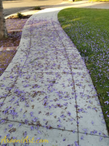 ArooniArt Composition Photography 184