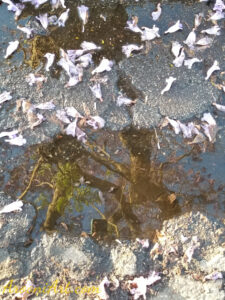 ArooniArt Composition Photography 185