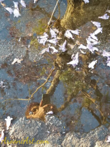 ArooniArt Composition Photography 186