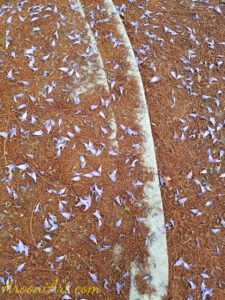 ArooniArt Composition Photography 187