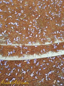 ArooniArt Composition Photography 188