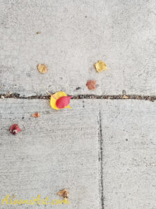 ArooniArt Composition Photography 196