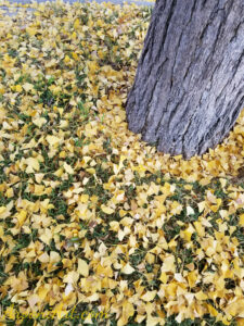 ArooniArt Composition Photography 199