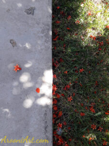 ArooniArt Composition Photography 2