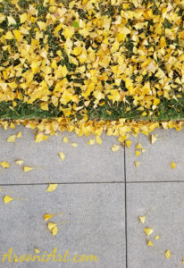 ArooniArt Composition Photography 200