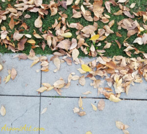 ArooniArt Composition Photography 201