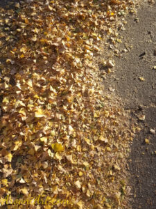 ArooniArt Composition Photography 203