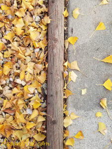 ArooniArt Composition Photography 205