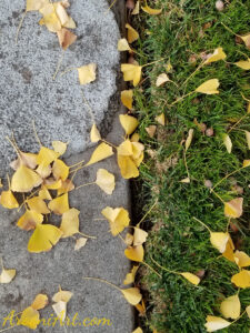 ArooniArt Composition Photography 206